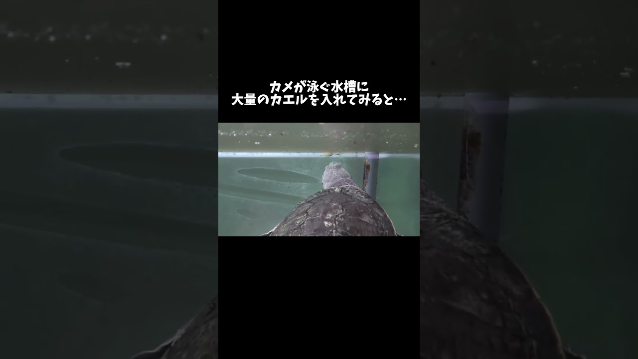 カメが泳ぐ水槽に大量のカエルを入れてみると #shorts