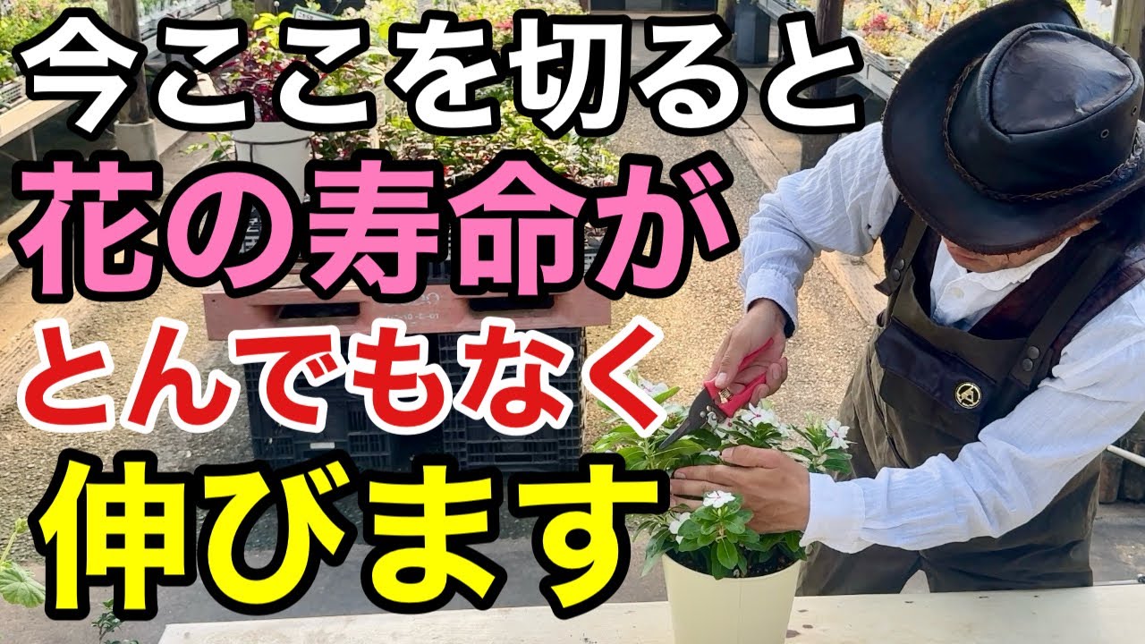【今しかできない】夏に伸びた一年草は今ここを切って下さい　　【カーメン君】【園芸】【ガーデニング】【初心者】