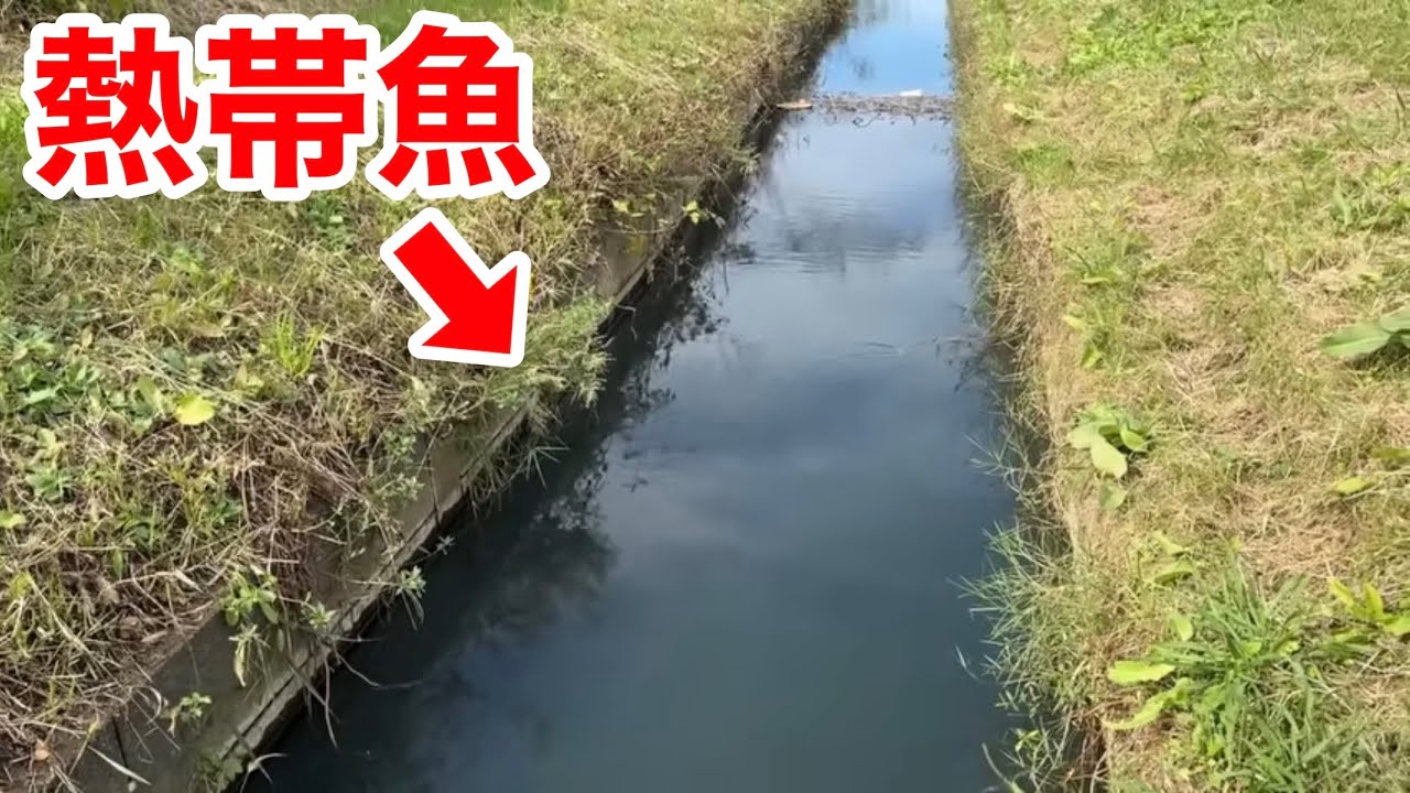 温泉の排水が流れる水路で数百匹の熱帯魚が繁殖していました