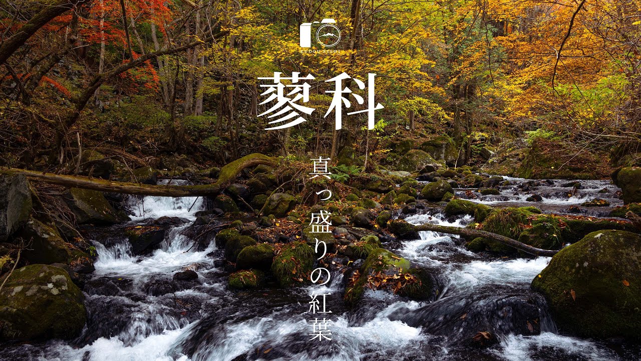 【八ヶ岳】信州•蓼科の紅葉三名所を巡る写真旅｜盛秋｜4K HDR