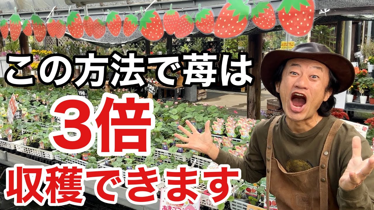 【たったこれだけ】イチゴの収量を倍増させるコツ教えます　　【カーメン君】【園芸】【ガーデニング】【初心者】