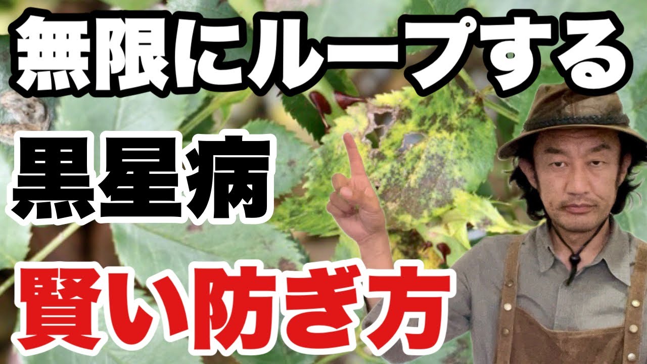 【気をつけて！】毎年厄介な黒星病の賢い防ぎ方教えます　　　【カーメン君】【園芸】【ガーデニング】【初心者】【バラ】【薔薇】