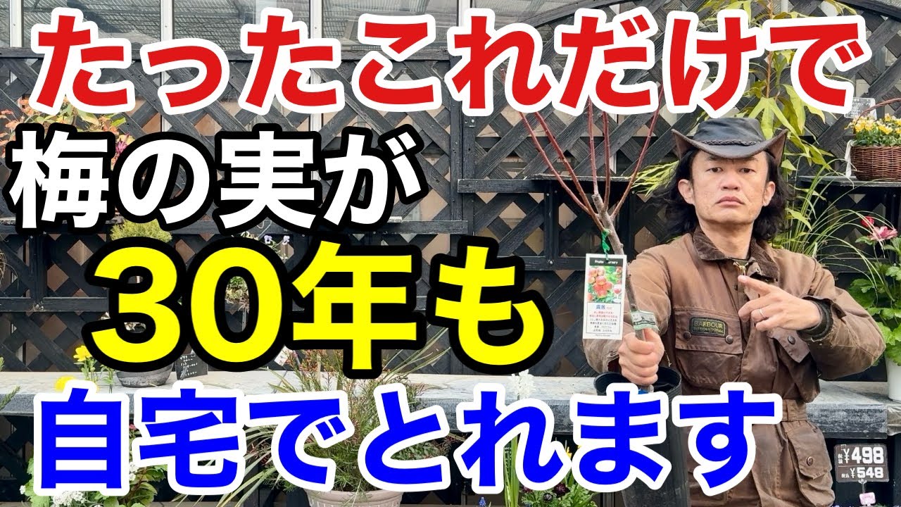 花・香り・実が生涯楽しめる梅の超簡単な育て方教えます　  【園芸】【ガーデニング】【初心者】【剪定】