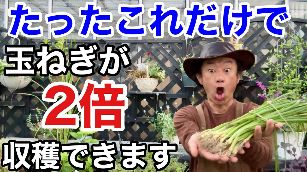 【やらないと損】玉ねぎを自宅で大量に作る方法教えます　　　【カーメン君】【園芸】【ガーデニング】【タマネギ】