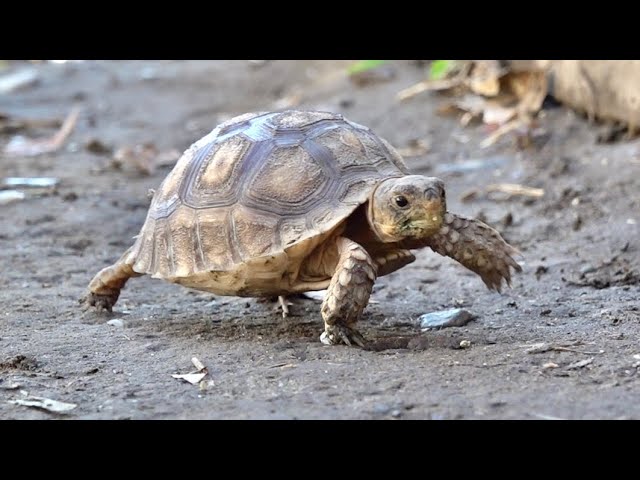 リクガメの赤ちゃんが生まれてから3ヶ月が経ちました