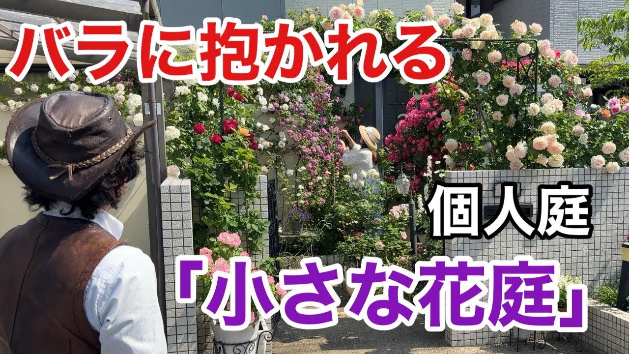 【この中にバラ97本‼︎】バラの香りに包まれるとても小さな個人庭　　　　　　　　　【カーメン君】【ヨウコさん】【ガーデニング】【初心者】