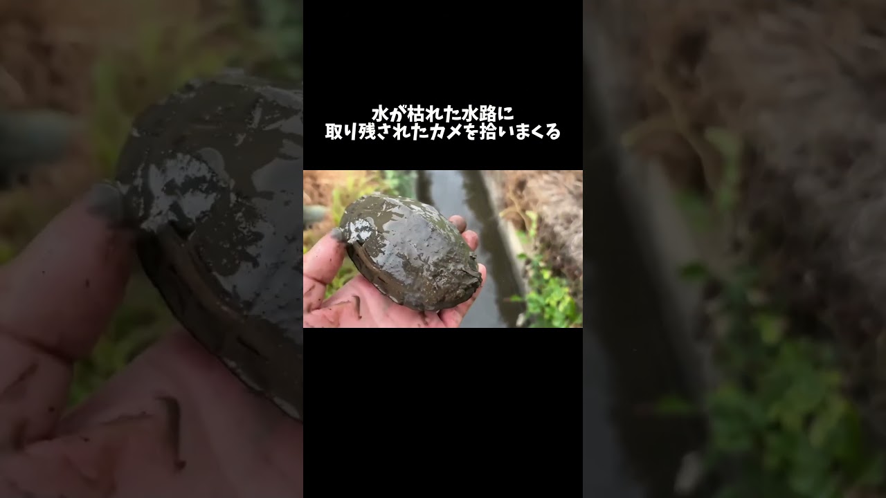 水が枯れた水路に取り残されたカメを拾いまくる #shorts