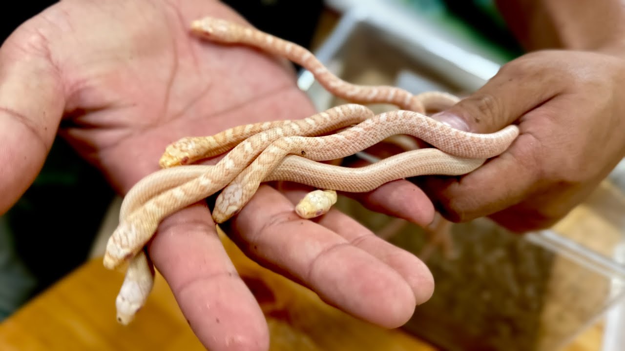 大量の白いアオダイショウが産まれてきました