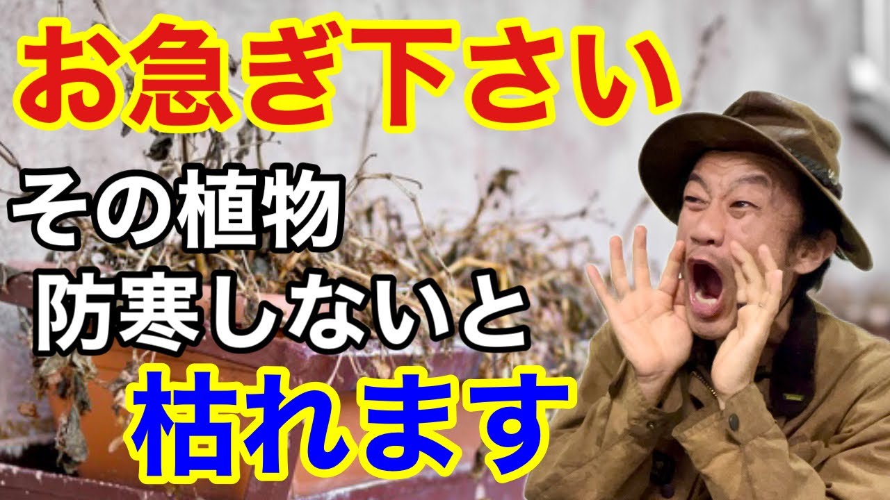 【油断大敵】この時期に防寒しないと枯れる植物教えます　【カーメン君】【初心者】