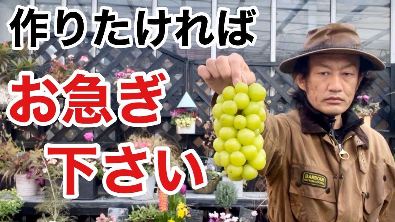 【金の成る果樹】シャインマスカット育てたいなら今です       【カーメン君】【ガーデニング】【初心者】