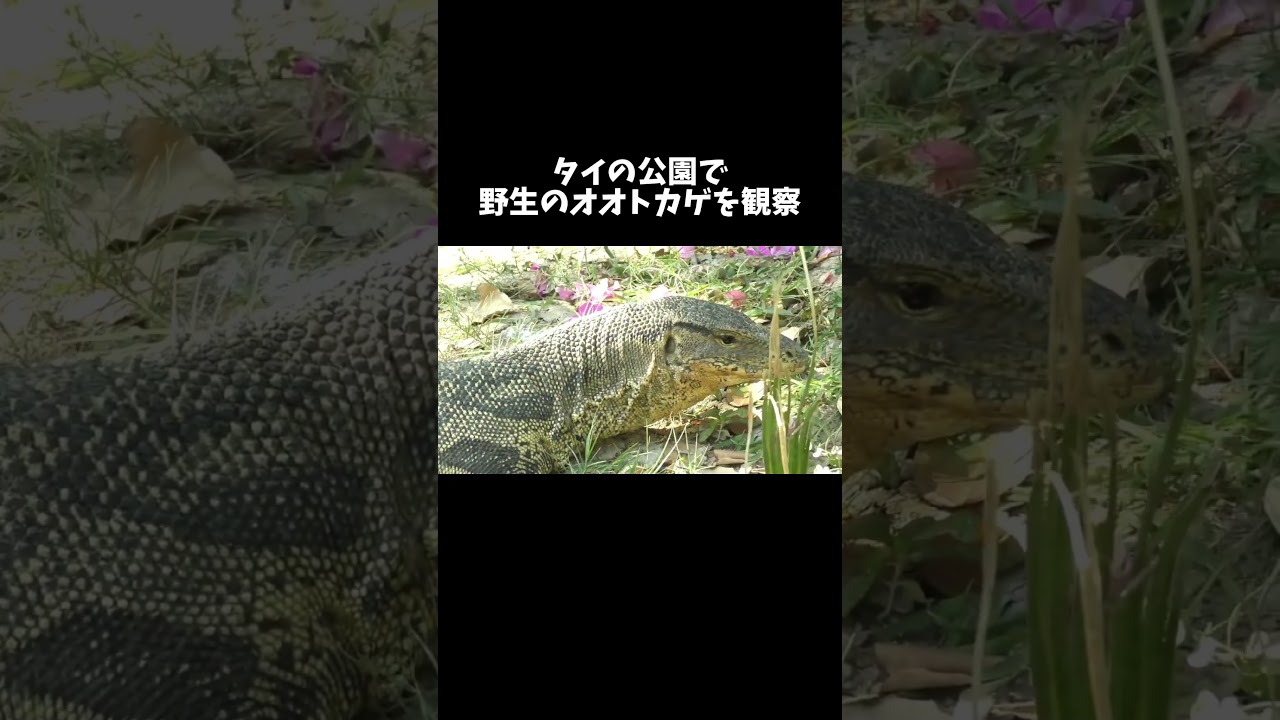 タイの公園で野生のオオトカゲを観察　#shorts #reptiles