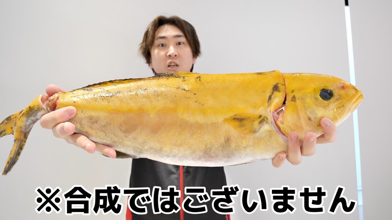 【アルビノ】とんでもないカンパチが手に入りました。