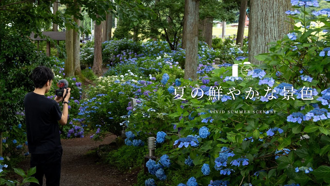 百花繚乱の紫陽花と夏の風物詩の夕立とひぐらし｜盛夏｜4K SDR