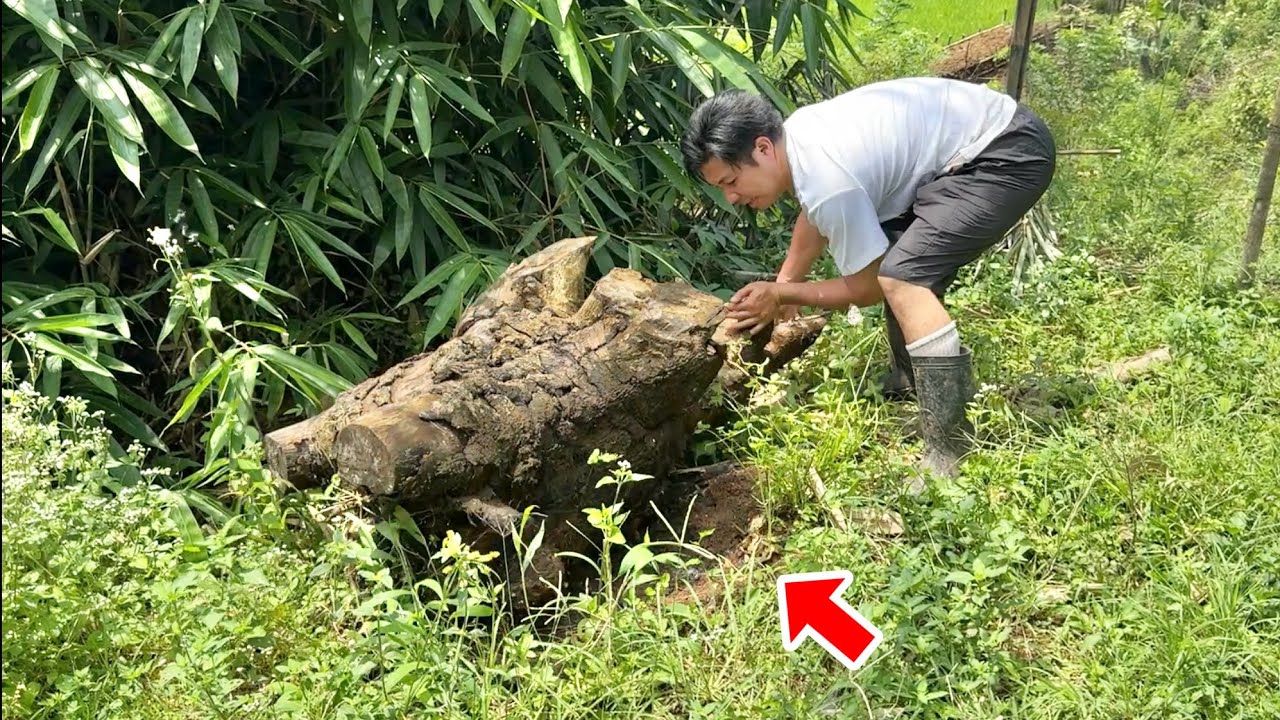 インドネシアの森で倒木をどかすと、とんでもない虫が出てきます