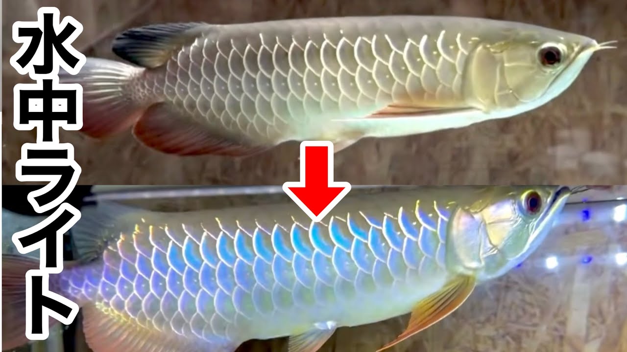 付けるだけでアロワナが別人級に美しく見える最新の水中ライトがヤバ過ぎる・・・！
