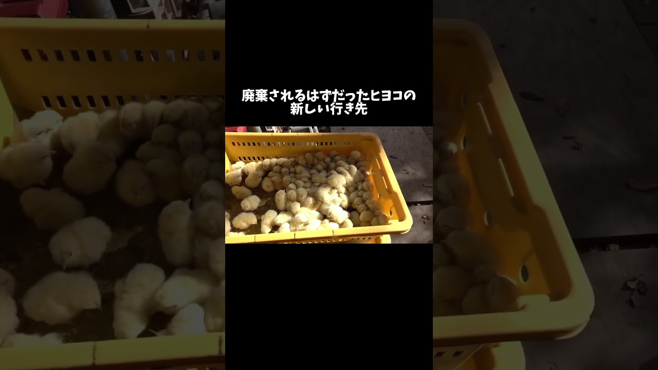 廃棄されるはずだったヒヨコの新しい行き先 #shorts