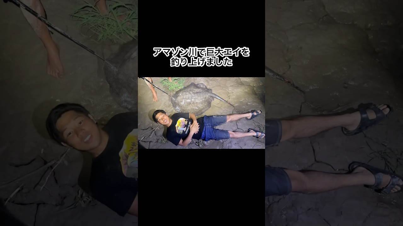 アマゾン川で巨大エイを釣り上げました　#shorts