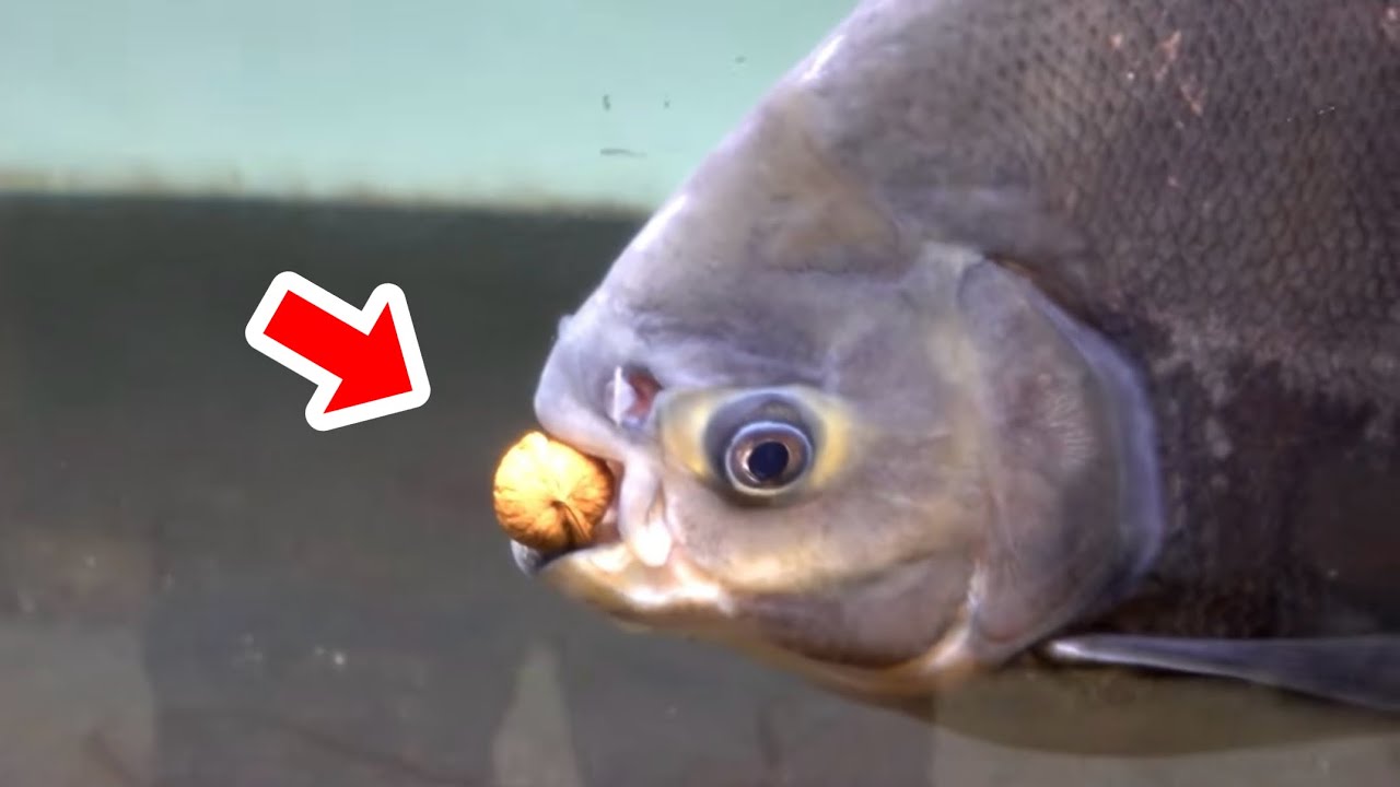 木の実を噛み砕く"ナッツクラッカー"の異名を持つ魚に硬いクルミを与えてみた結果・・・！