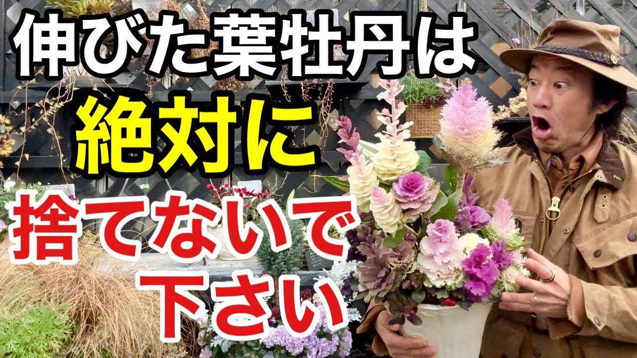 【裏技教えます】  葉牡丹を毎年買わなくてよくなります　　　                     【カーメン君】【増やし方】【さし芽】【初心者】