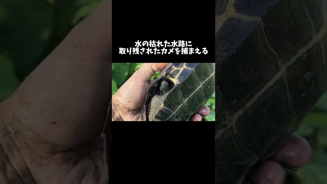 水の枯れた水路に取り残されたカメを捕まえる #shorts