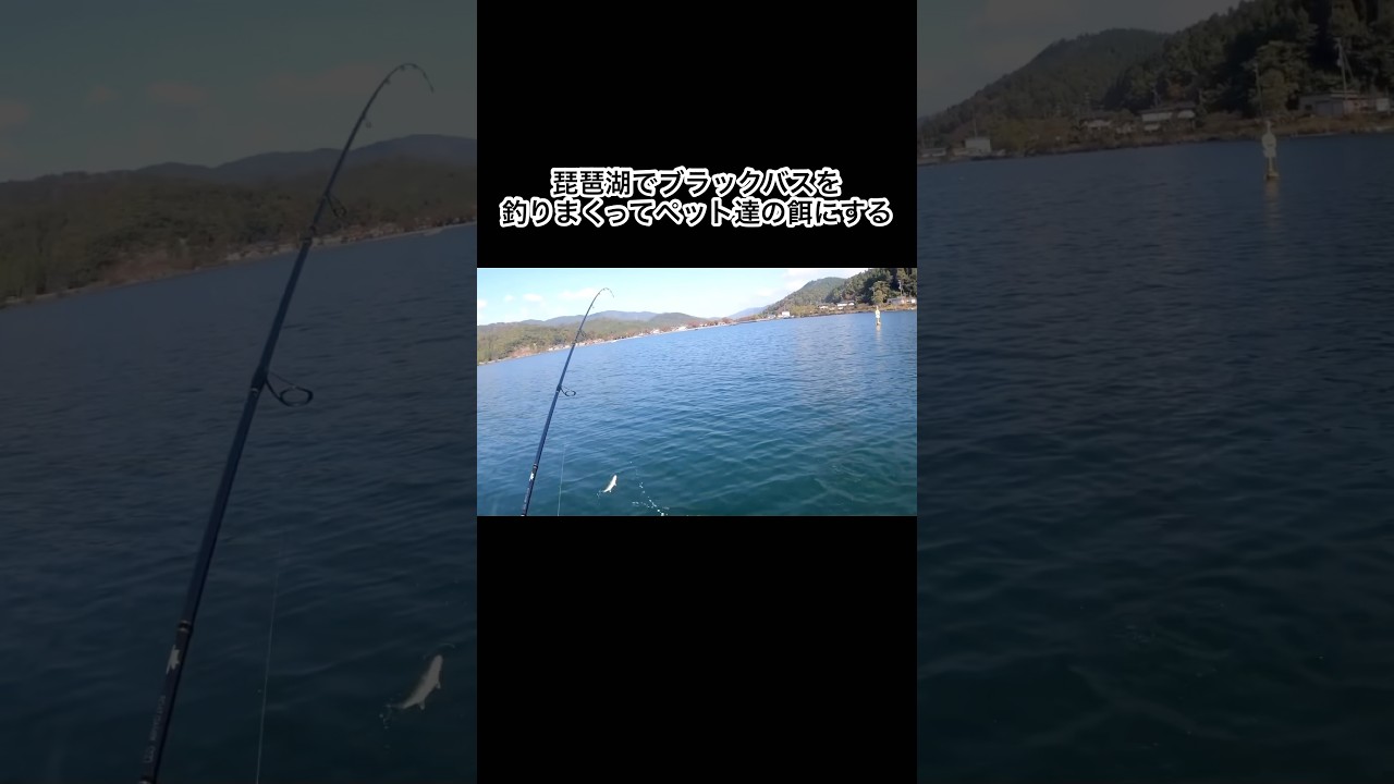 琵琶湖でブラックバス釣りまくってペット達の餌にする #shorts #おーちゃんねる