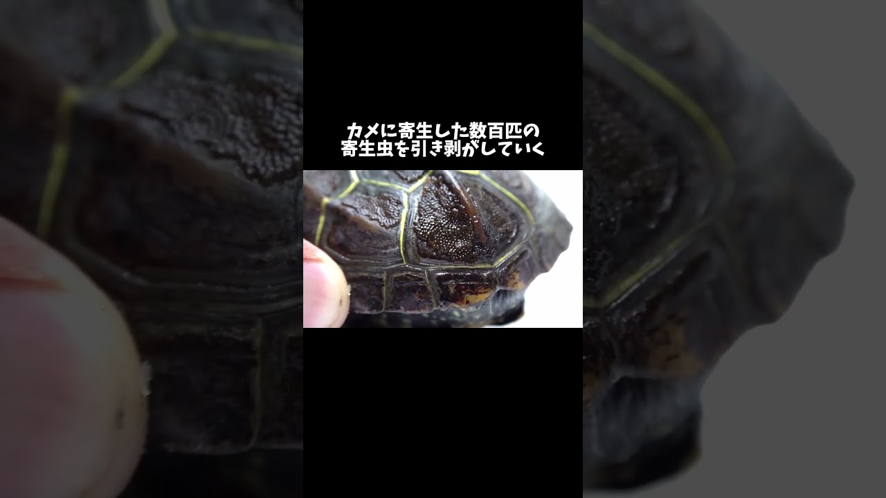 カメに寄生した数百匹の寄生虫を引き剥がしていく #shorts