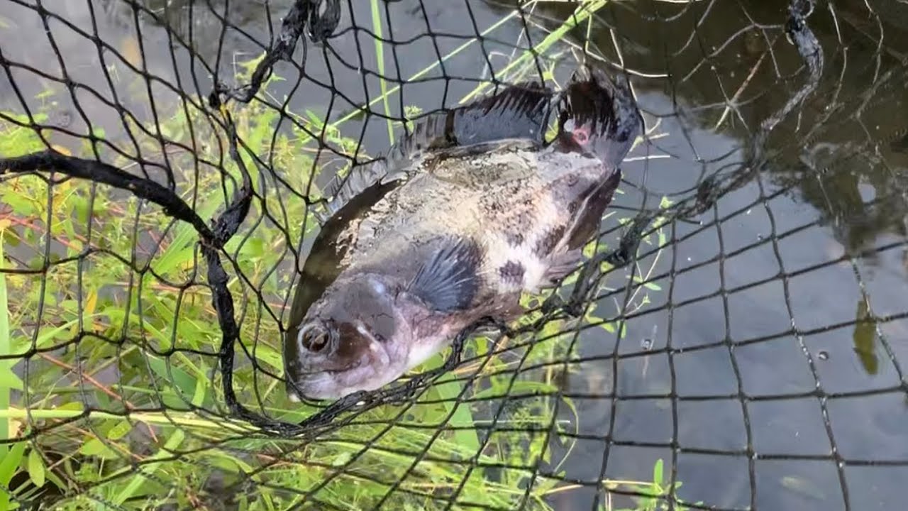 日本の川にいてはいけない魚を保護しました