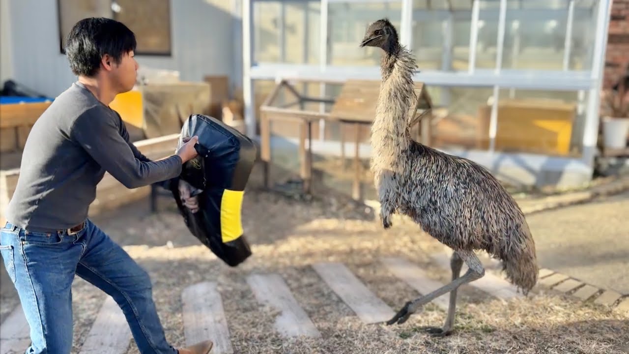 エミューのキックを受けてみる