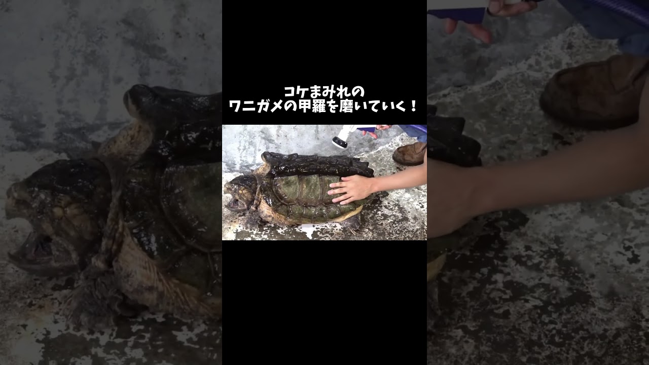 コケまみれのワニガメの甲羅を磨いていく！ #shorts