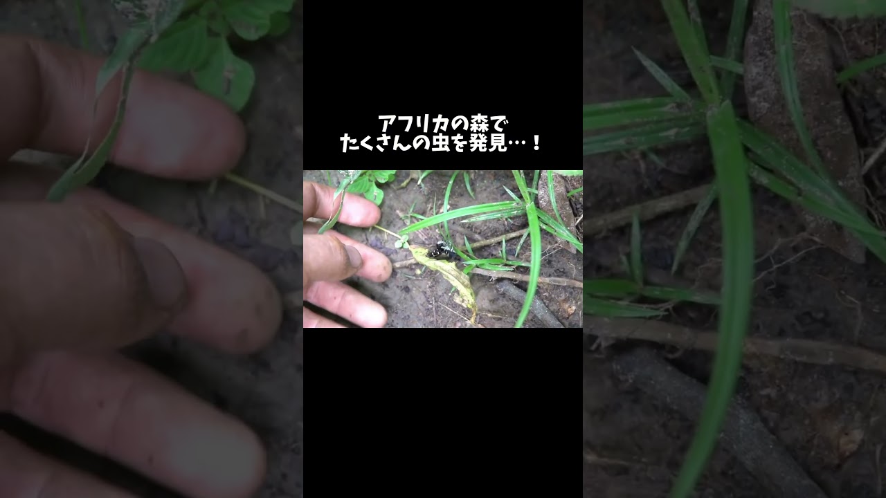 アフリカの森でたくさんの虫を発見…！ #shorts
