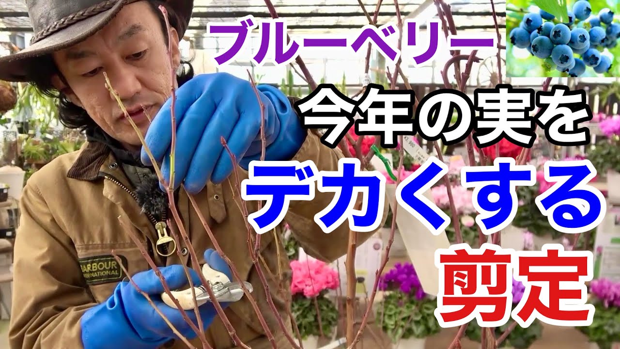 【ここで切る】ブルーベリーの実を大きくする剪定方法教えます　　　　【カーメン君】【園芸】【ガーデニング】【初心者】