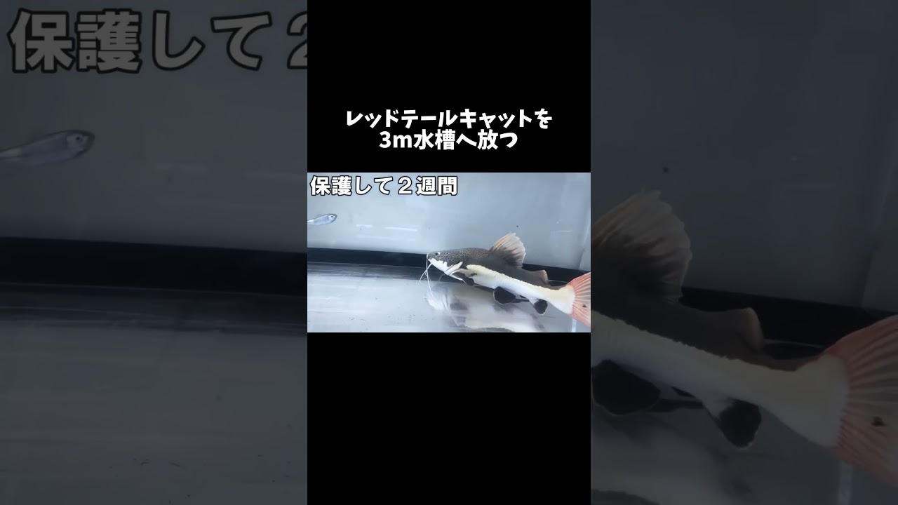 川で捕まえたレッドテールキャットを3m水槽へ放つ #shorts