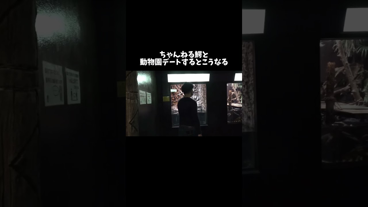 ちゃんねる鰐と動物園デートすると #shorts