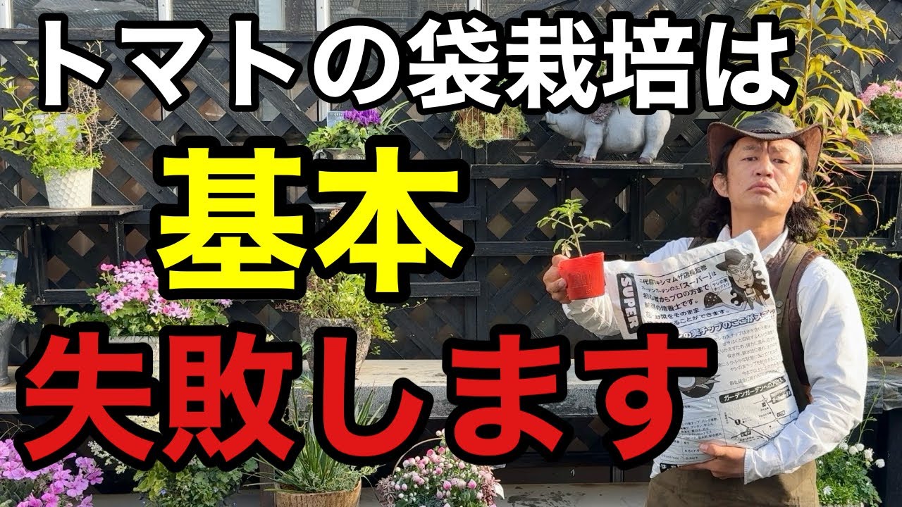 【失敗する前に】トマトの袋栽培でもりもり収穫できるコツ教えます　【家庭菜園】【花ごころ】【トマトの土】