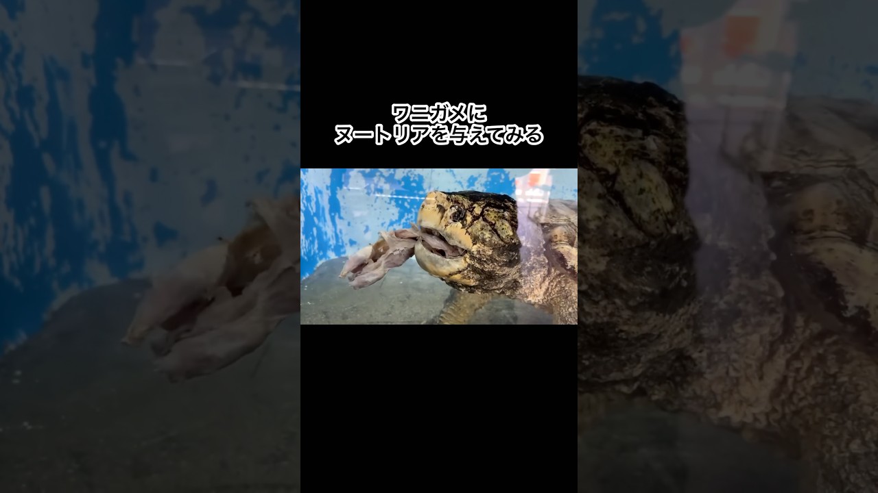 ワニガメにヌートリアを与えてみた　#shorts