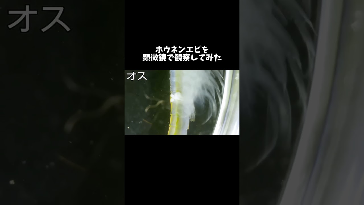 ホウネンエビを顕微鏡で観察してみた #shorts