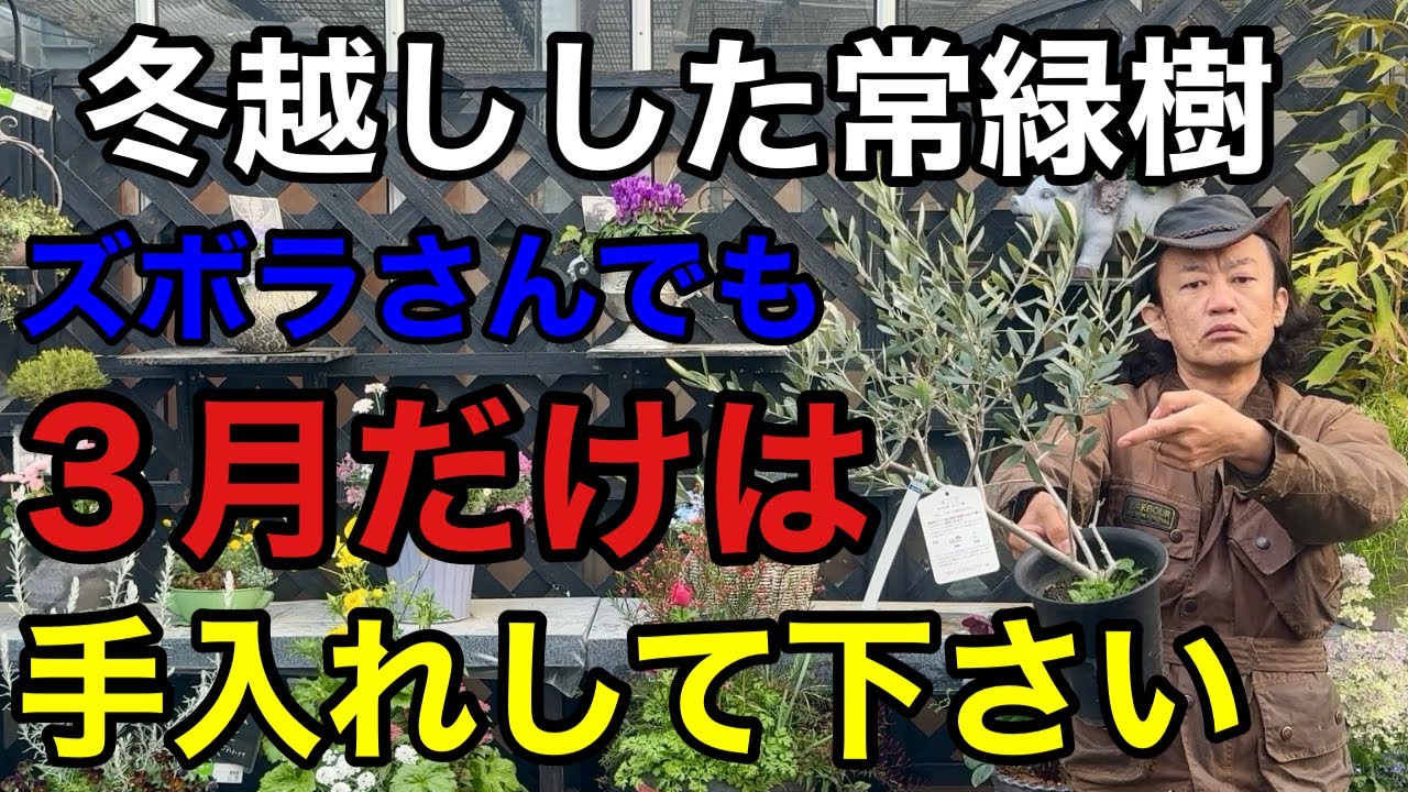 【致命的になる前に】常緑樹で今見て欲しいポイントが3つあります。