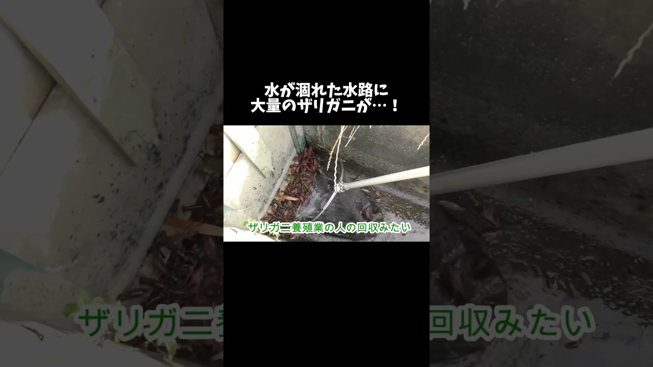 水が涸れた水路に取り残された大量のザリガニを一網打尽！ #shorts