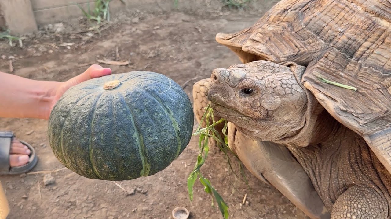 巨大リクガメにかぼちゃ丸ごと１玉与えてみた結果・・・！