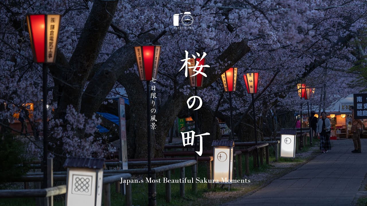 天下第一、桜を堪能する春のとある日。朝から夜まで。｜高遠城址公園・光前寺