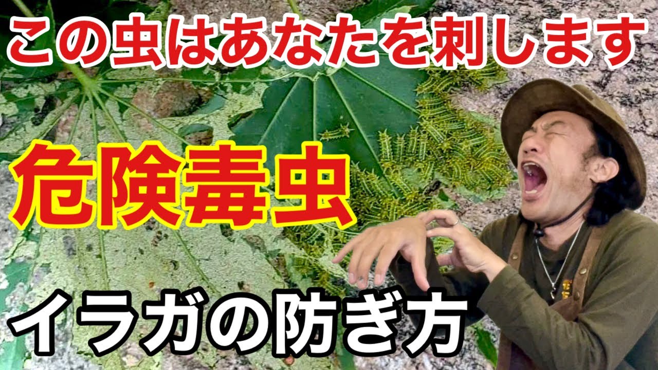 【注:大量発生】刺されると危険なイラガの退治法　　　　【カーメン君】【園芸】【ガーデニング】【初心者】【害虫】