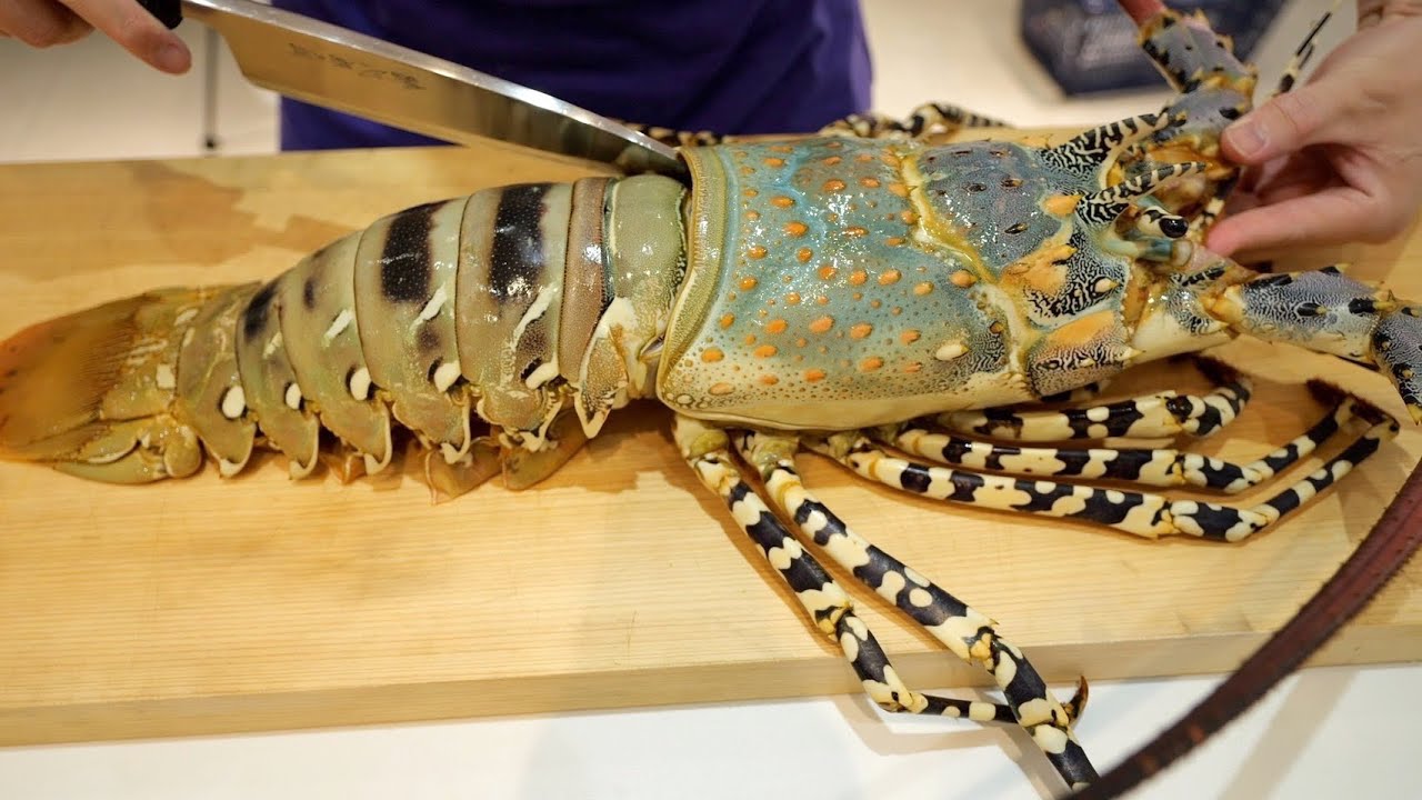 【1尾7万】こんなエビ、見たことありますか？