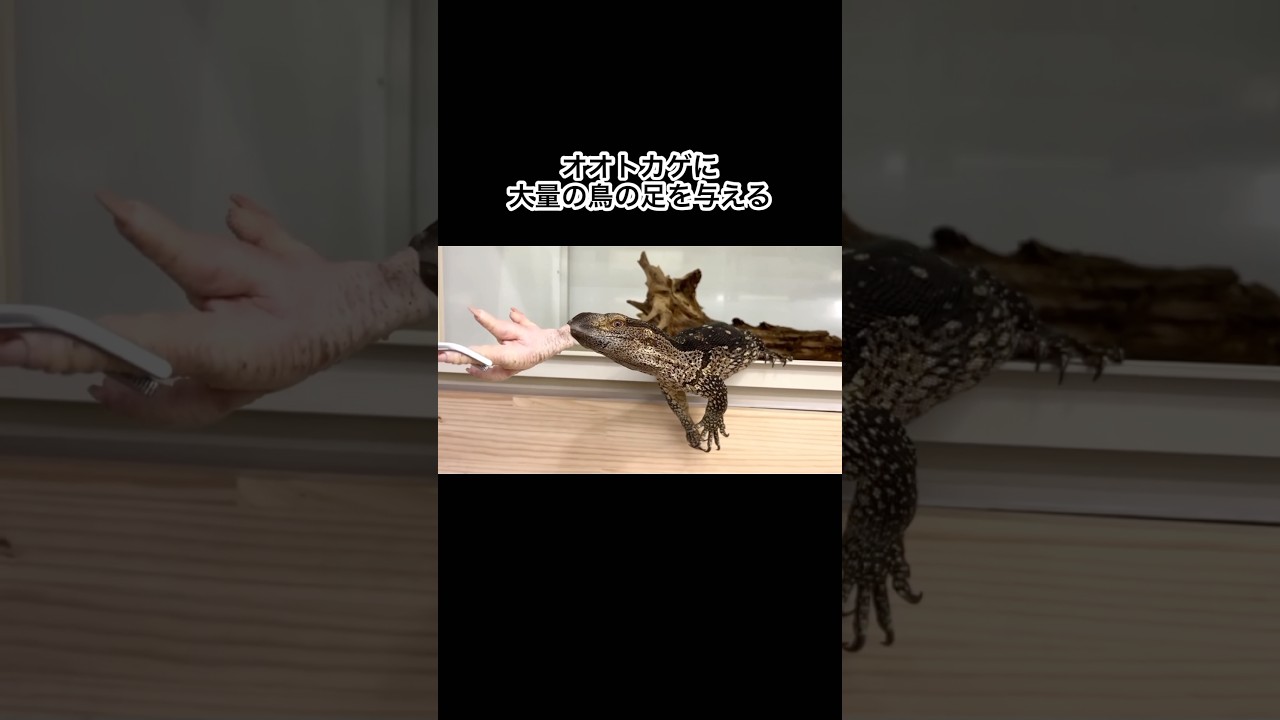 オオトカゲに大量の鳥の足を与える　#shorts  #reptiles