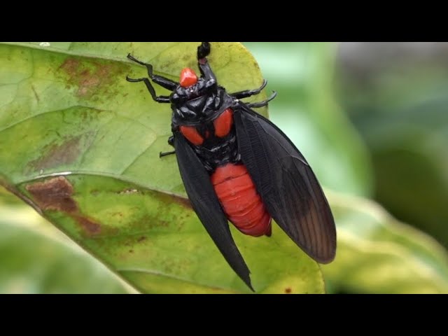 インドネシアの山奥でヤバ過ぎるセミを捕獲