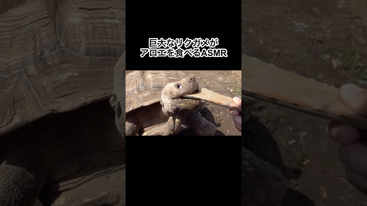 巨大なリクガメがアロエを食べる音ASMR #shorts #asmrsounds