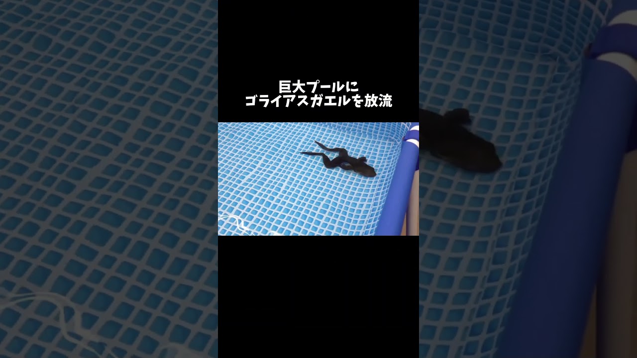 巨大プールにゴライアスガエルを放流 #shorts