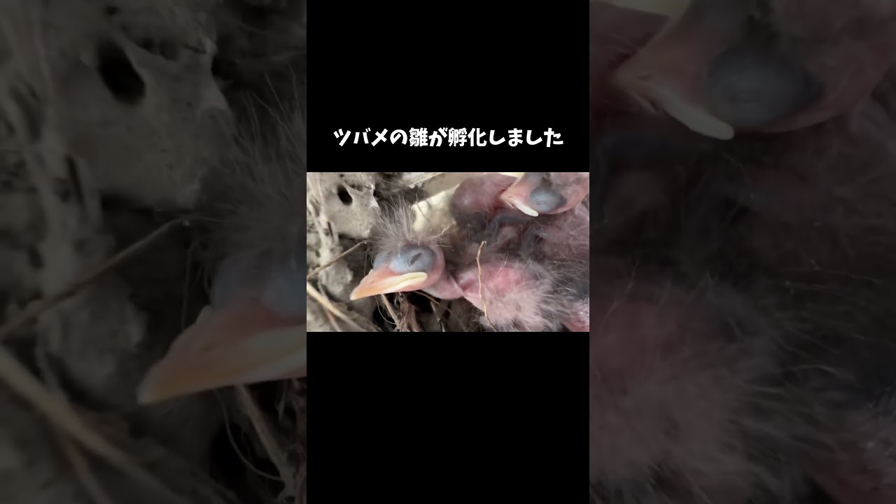 ツバメの雛が孵化しました #shorts
