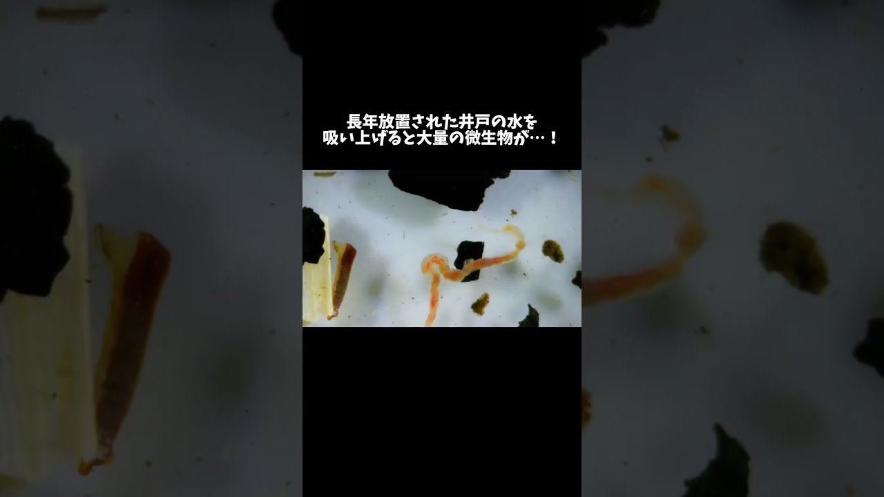 長年放置された井戸の水を吸い上げると大量の微生物が出てきました #shorts