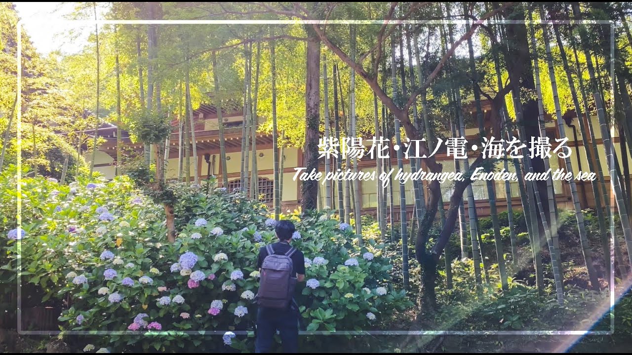 【鎌倉】鎌倉を巡る写真旅 | 紫陽花・江ノ電・七里ヶ浜 │Vlog