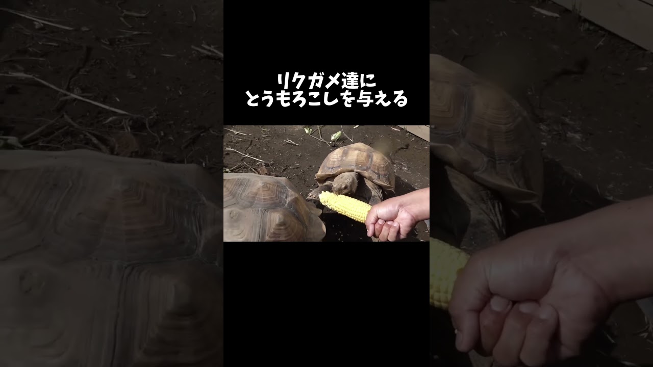 リクガメたちにとうもろこしを与える #shorts